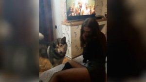 Красавица держалась до последнего | собака целовака