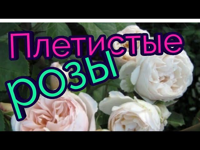 Плетистые розы. ТОП 10 сортов Цветение 2019 г. смотреть онлайн