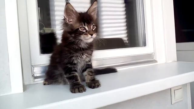 Гоген смотреть онлайн