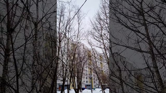 Белка в городе в феврале 2024