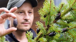 Как посадить огромный саженец ели на участке. Посадка хвойных растений.
