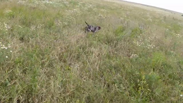 Щенок в натаске смотреть онлайн