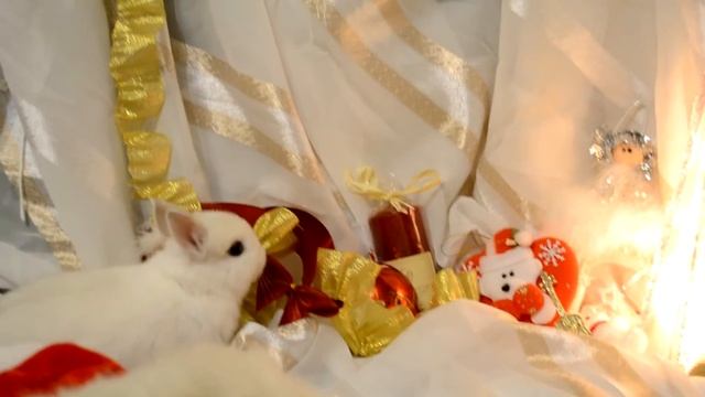 Новогодняя пушистая сказка смотреть онлайн