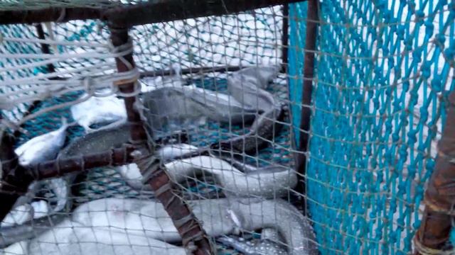 Мифы о муренах (Эквадор. СевМорГеология 2014) проект 3 D смотреть онлайн