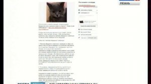 Живодёры взорвали кота