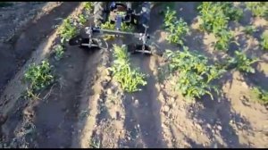 Окучивание картофеля минитрактором 2019. Самодельный минитрактор из мотоблока.