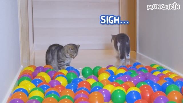 What Can't Cats Walk On? #36