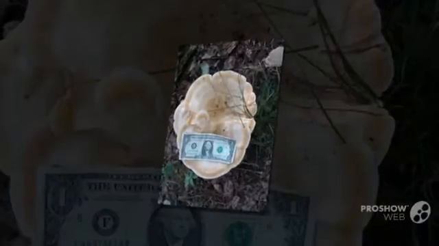 Bondarzewia berkeleyi - fungi kingdom смотреть онлайн