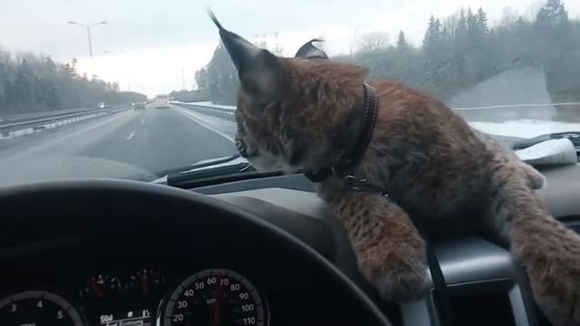 Рысь Даша домашняя. Мне 8 месяцев .На природу смотреть онлайн