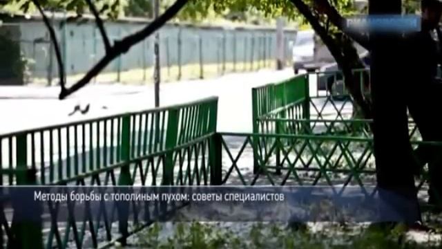 Тополиный пух - как с ним бороться? смотреть онлайн