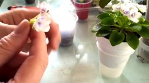 Размножение фиалок ЦВЕТОНОСОМ