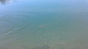 Рыбалка в Осетии 3, Ст.Змейская