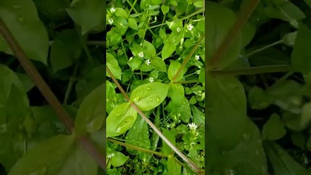 Introduction to Flower Math смотреть онлайн