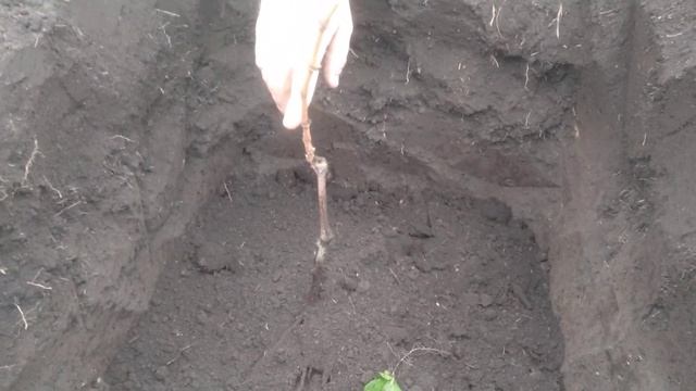 Сажаем столовые сорта винограда: даём хороший старт. смотреть онлайн