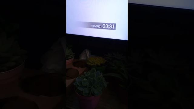 suculentas novas amandoooo смотреть онлайн