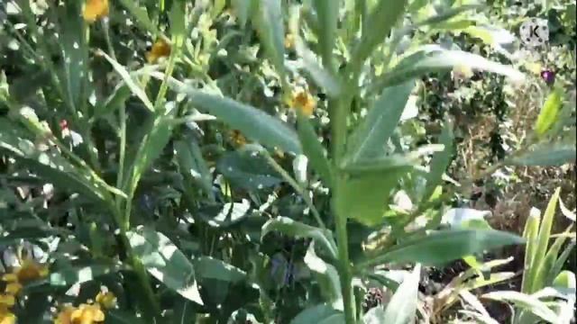 Гелениум. смотреть онлайн