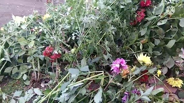 Убираем георгины на хранение. Дезинфицируем рассадники. смотреть онлайн