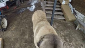 Бампер для мотоблока Агро, МТЗ.mp4