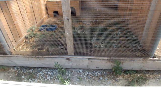 Тюменский зоопарк Винзили Тюмень смотреть онлайн