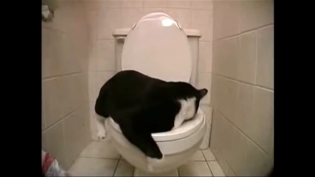 Сервелат - нарезка из котиков! Коты в воде! Приколы! смотреть онлайн