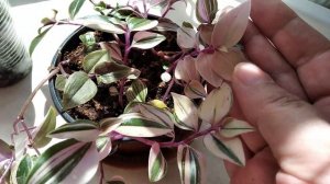 Традесканции: Квадриколор, Рэйнбоу Хилл, Еллоу Хилл.