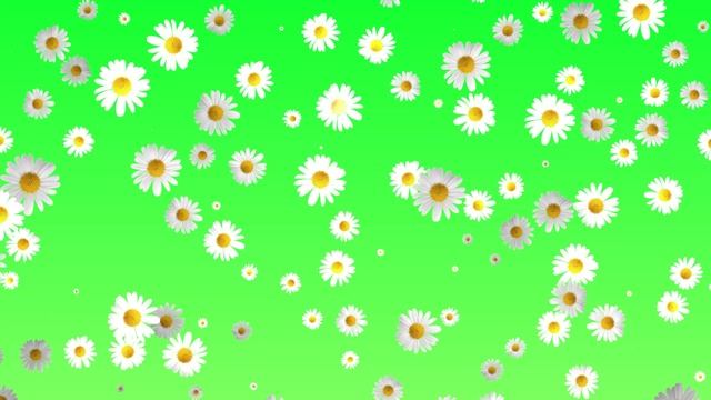 Ромашки на зеленом. Красивый футаж фон для монтажа смотреть онлайн