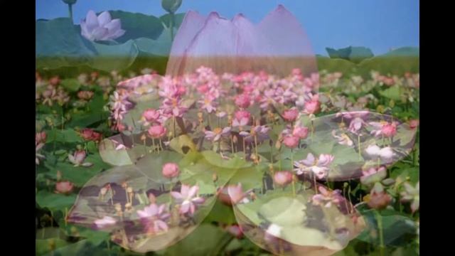 Медитация Цветок Лотоса, пробуждение Души смотреть онлайн