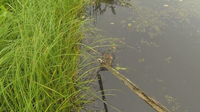 Зачем рельса на дереве? / Странный инструмент. смотреть онлайн