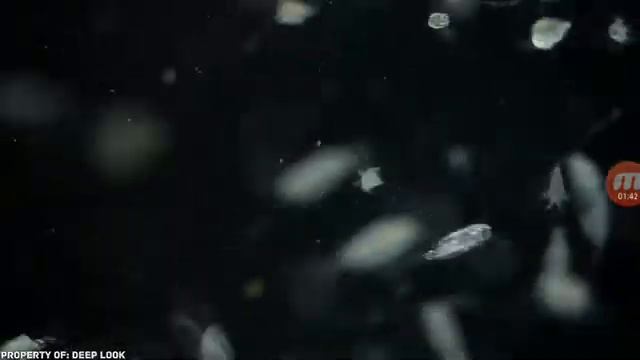 ГУбка Боб в реальной жизни реакция смотреть онлайн