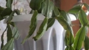 ДЕКАБРИСТ (Шлюмбергера) почему опадают листья? Проблемы выращивания и болезни растения!