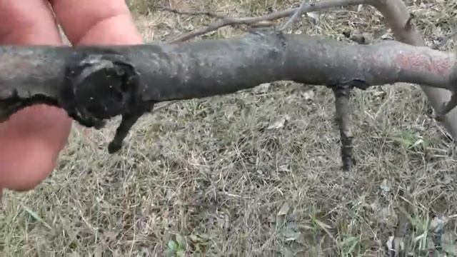 два обязательных опрыскивания сада весной смотреть онлайн