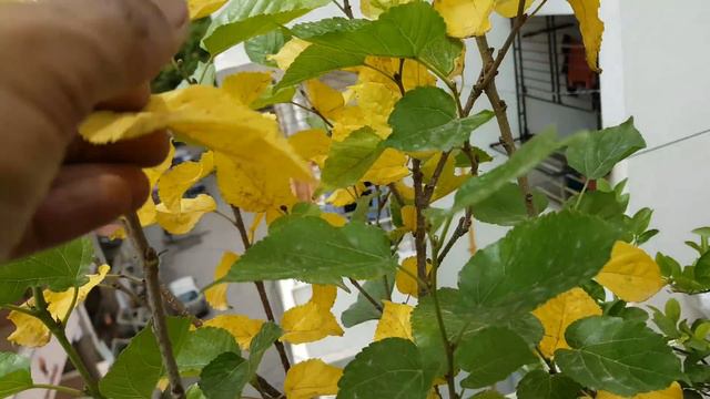 why ADENIUM leaves turn yellow in monsoon?what to do ? क्या करे जब adenium के leaves yellow हो जाये смотреть онлайн