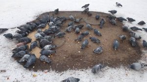 Чем НУЖНО и чем НЕ нужно кормить уличных голубей. Наглядный пример