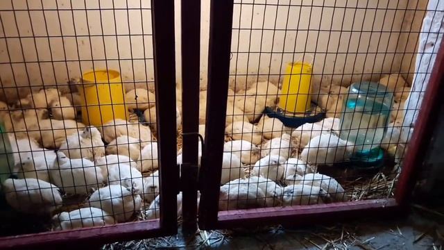 куры Загорская Лосева смотреть онлайн