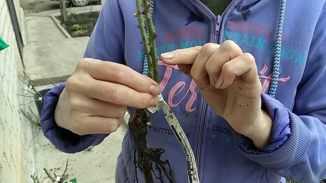 Саженцы роз весной. Подготовка слабых саженцев роз к посадке. смотреть онлайн