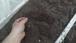 Пересадка укорененных черенков голубики.