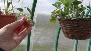 Клубника в горшках в теплице