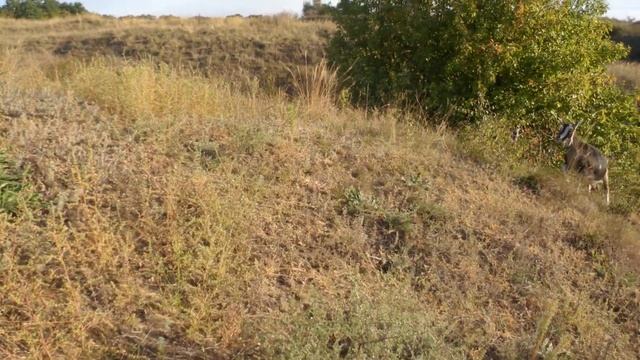 якорцы не роза а с шипами смотреть онлайн