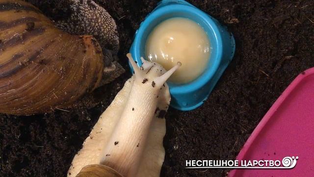 ДЕТСКОЕ ПИТАНИЕ для улиток | МОЖНО ли давать | Как ВЫБРАТЬ смотреть онлайн