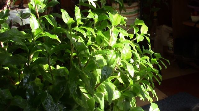 ЛУКОВАЯ ШЕЛУХА И СКОРЛУПА КУРИНЫХ ЯИЦ,ЗАМЕЧАТЕЛЬНОЕ УДОБРЕНИЕ ГОТОВИМ НАСТОЙ смотреть онлайн