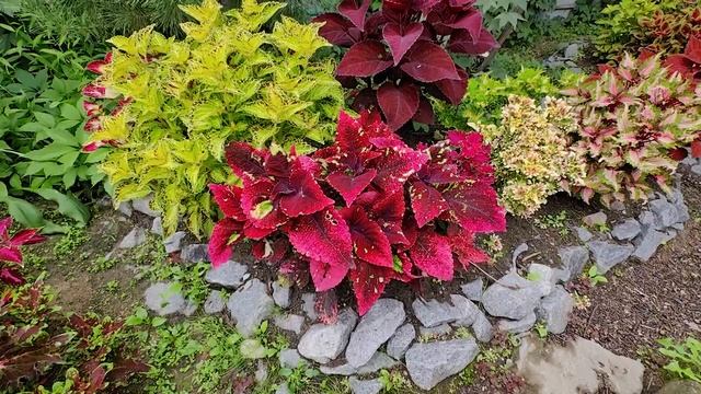 Сад колеусов (Coleus Garden). Полуторачасовая дневная прогулка с комментариями! 31 августа 2023 г.