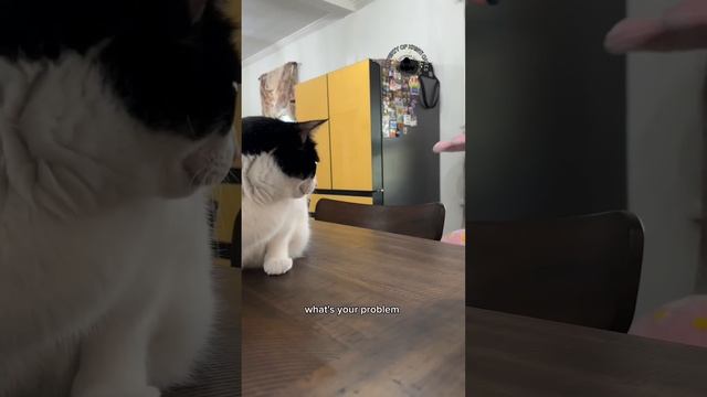 We got a new cat, and Weezer isn’t happy about it. смотреть онлайн