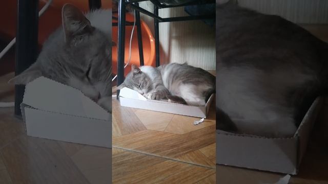 Что тебе снится, крейсер Аврора? смотреть онлайн
