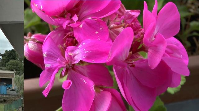 Panasonic HC-X800 Test