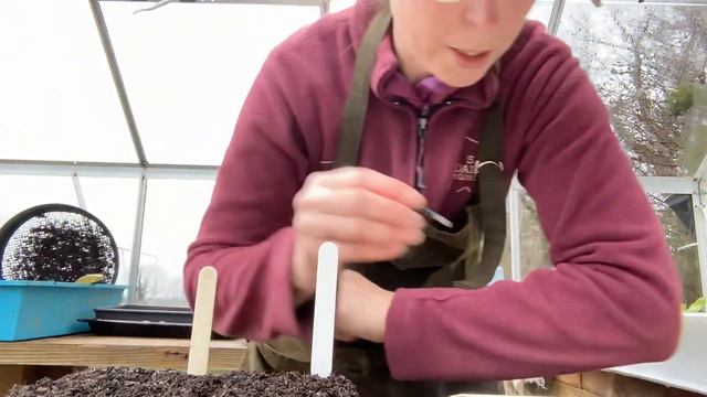 Cleaning the Greenhouse, Seed Sowing Snaps + Planting Ranunculus // Stems by Suzanne Cut Flower Far смотреть онлайн