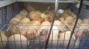 ГОЛОШЕЙКА ЦВЕТНОЙ БРОЙЛЕР.   ВСЕ ПЛЮСЫ И МИНУСЫ ДАННОГО ВИДА ПТИЦЫ