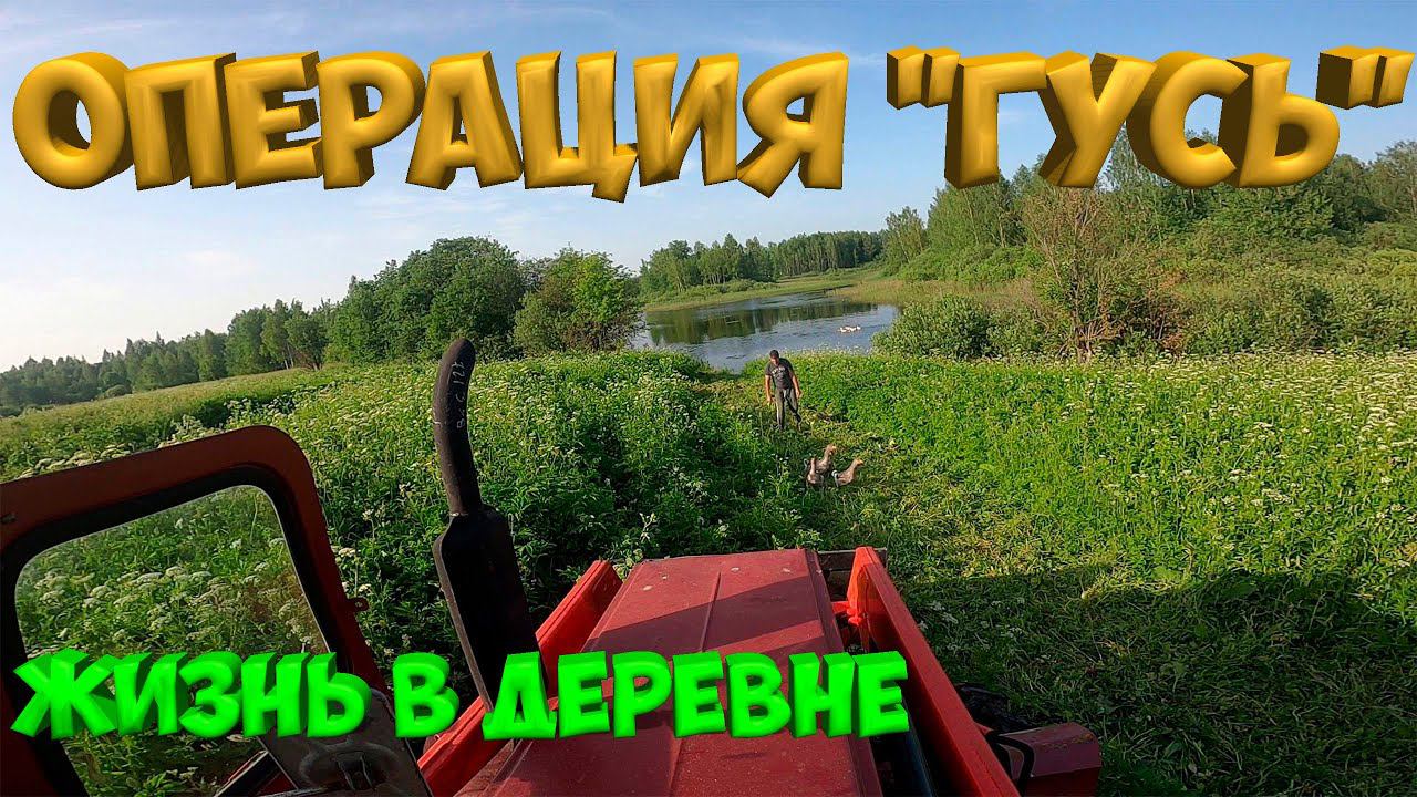 Операция "ГУСЬ" ! Взвесил индюшат. [Жизнь в деревне] смотреть онлайн