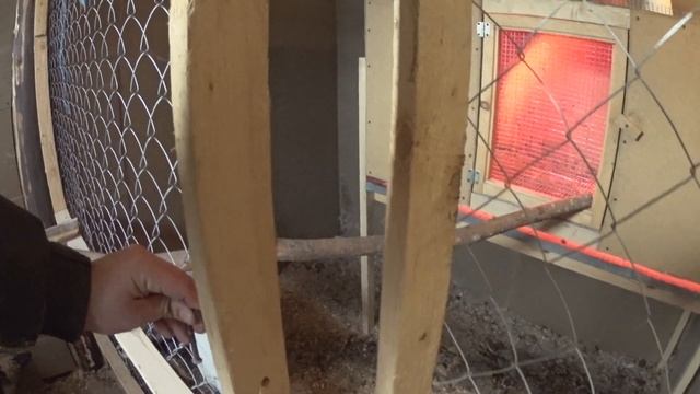 Лучшие куры несушки "Кучинская юбилейная". Краткий обзор кур. смотреть онлайн