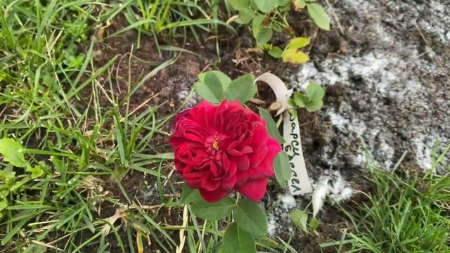 #35 Мои???Розы перед грозой(Джаз,Аква,Грехам Томас,Самаритан,Мэри Энн,Рококо и др) смотреть онлайн