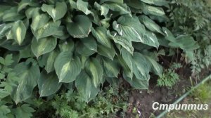 Гигантские и крупные хосты в моем саду. Хостовый релакс!